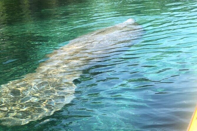 Manatee Springs Adventure Tour - Why This Tour Offers Good Value