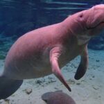 Manatee Swim Tour with In Water Photographer - FAQ