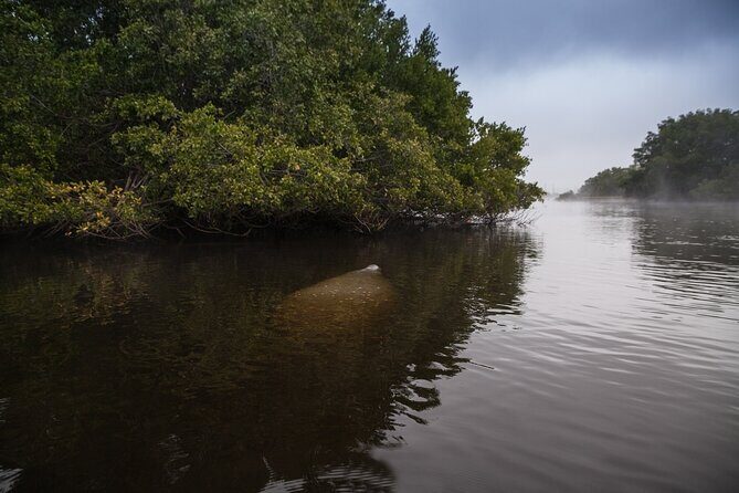 Manatees, Grasslands and Mangroves kayak Tour (Small Group Tour) - Who Should Consider This Tour?