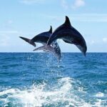 Manavgat and Side Boat Trip with Dolphins Island incl. Lunch - FAQ