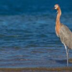 Mangrove Adventure with Snorkeling and Shellfish Tasting - Who Will Love This Tour?