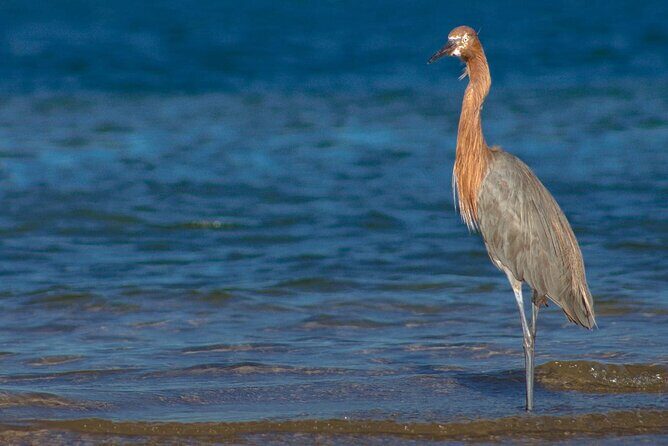 Mangrove Adventure with Snorkeling and Shellfish Tasting - Who Will Love This Tour?