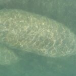 Mangrove Jungle Exploration on SUP/Kayak - Wildlife and Nature: Close Encounters