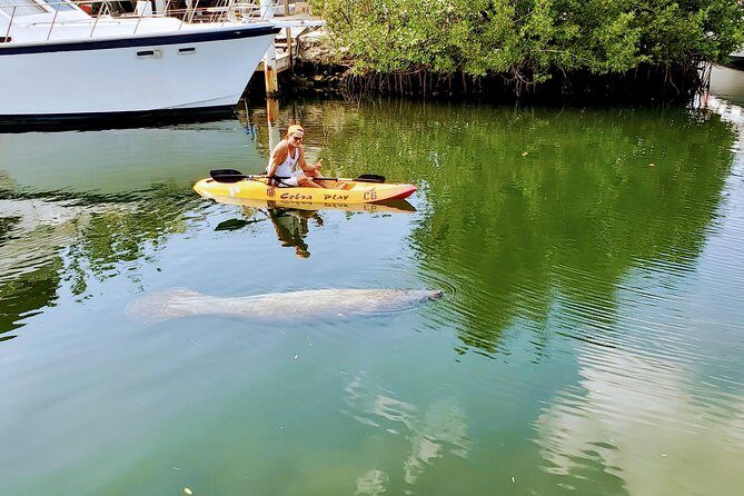 Mangroves and Manatees - Guided Kayak Eco Tour - In-Depth Review of the Mangroves and Manatees Eco Tour