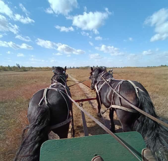 Manitoba: Horse-Drawn Wagon Ride in Spruce Woods Park - Exploring the Spirit Sands Wagon Ride: A Deep Dive