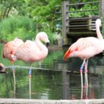 Mannheim, guided park tour: Luisenpark - Key Points