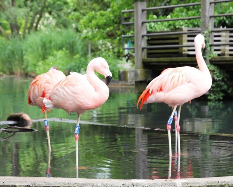 Mannheim, guided park tour: Luisenpark - Key Points