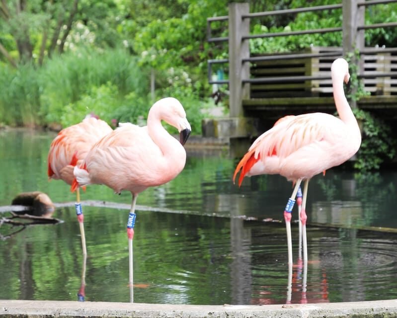 Mannheim, guided park tour: Luisenpark - Key Points