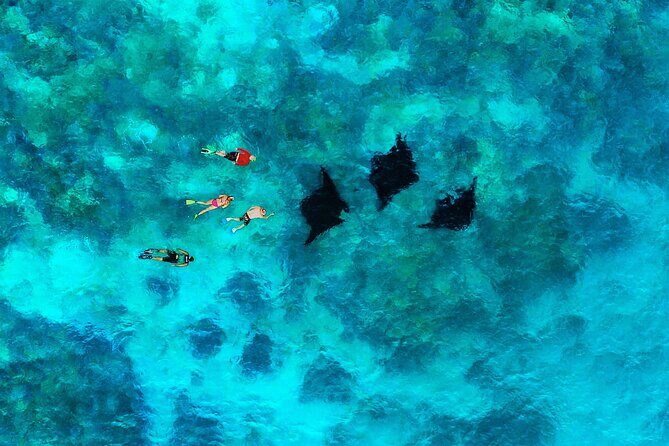 Manta Ray Experience - Authentic Feedback from Travelers