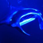 Manta Ray Night Snorkeling Adventure in Kailua-Kona - A Detailed Look at the Kailua-Kona Manta Ray Night Snorkel