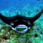 Manta Ray Snorkel in Kailua-Kona with Hot Cocoa - The Sum Up: Who Should Consider This Tour?
