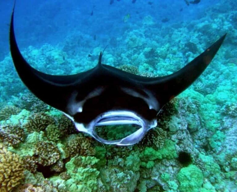 Manta Ray Snorkel in Kailua-Kona with Hot Cocoa - The Sum Up: Who Should Consider This Tour?