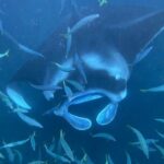 Manta Ray Snorkeling by Night in Kailua-Kona, Hawaii - Practical Tips for Your Tour