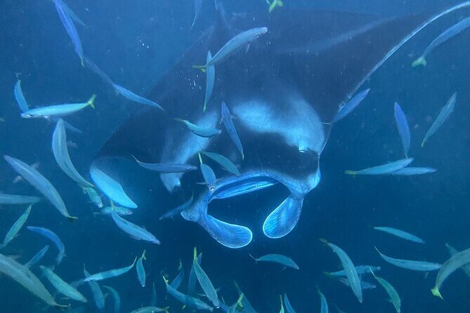 Manta Ray Snorkeling by Night in Kailua-Kona, Hawaii - Practical Tips for Your Tour