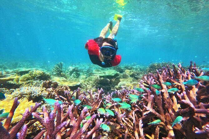 Mantaray Island Day Trip with Lunch - Final Thoughts