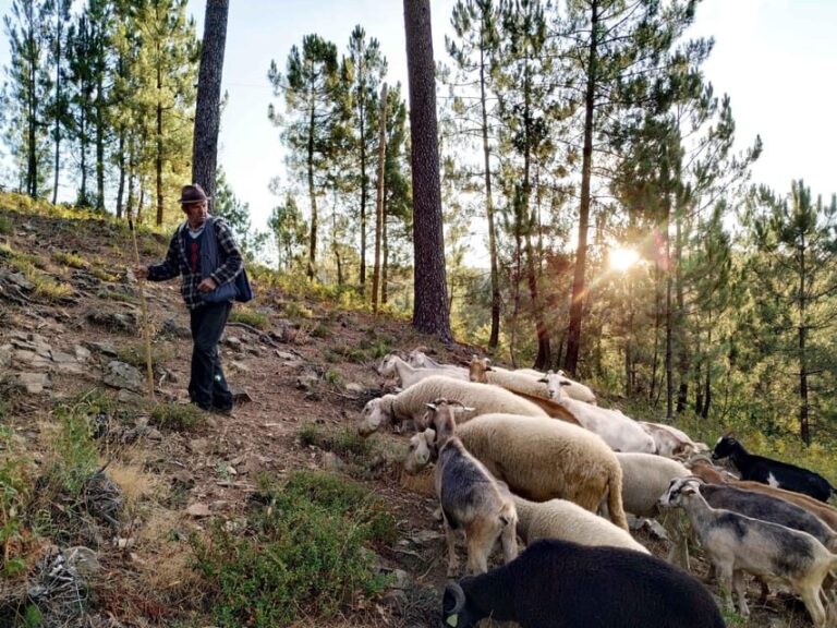 Manteigas: Serra da Estrela Shepherd Path Hike with Shepherd - A Closer Look at the Serra da Estrela Shepherd Path Hike