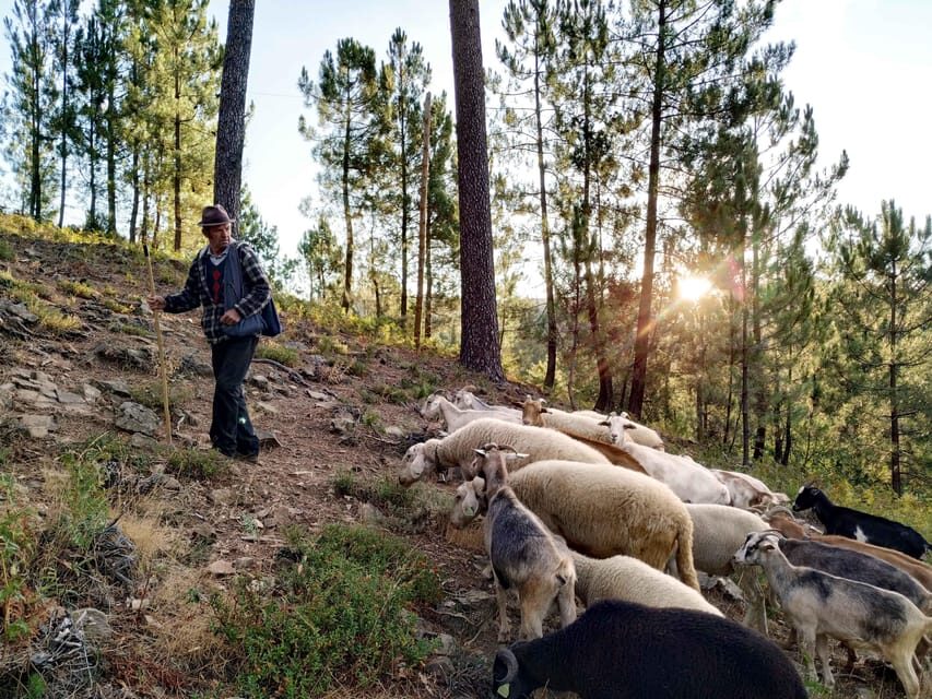 Manteigas: Serra da Estrela Shepherd Path Hike with Shepherd - A Closer Look at the Serra da Estrela Shepherd Path Hike