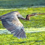 Mantua: Panoramic city navigation + protected oasis + guide on board - Why This Tour Offers Good Value