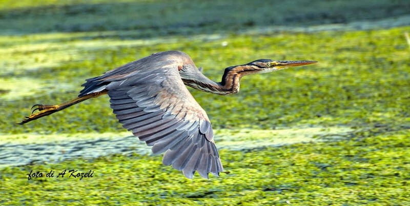 Mantua: Panoramic city navigation + protected oasis + guide on board - Why This Tour Offers Good Value