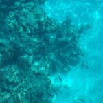 Marathon Sombrero Reef Snorkeling and Sandbar Swim - Exploring the Itinerary in Detail