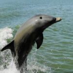 Marco Island: 2-Hour Dolphin, Birding, and Shelling Tour - Who Would Love This Tour?