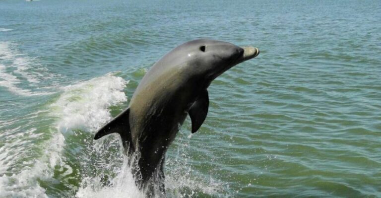 Marco Island: 2-Hour Dolphin, Birding, and Shelling Tour - Who Would Love This Tour?