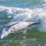 Marco Island: Dolphin, Shelling, Beach & Ten Thousand Island - An In-Depth Look at the Experience