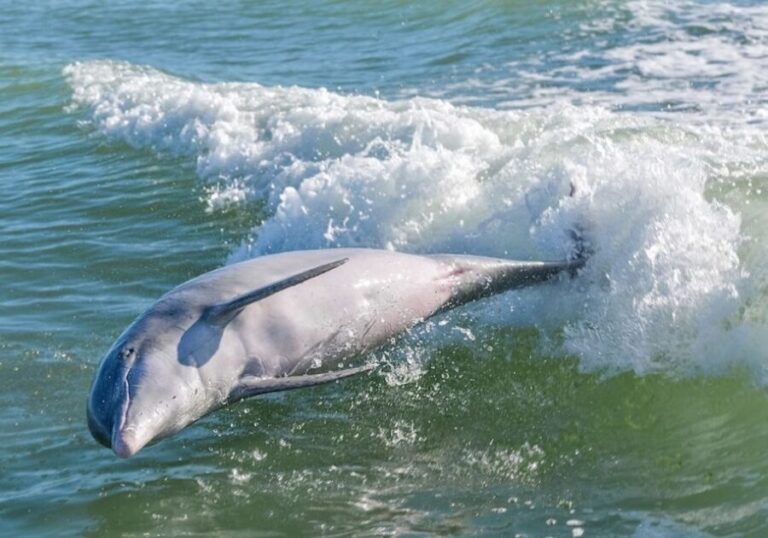 Marco Island: Dolphin, Shelling, Beach & Ten Thousand Island - An In-Depth Look at the Experience