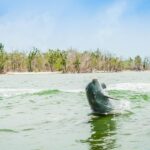 Marco Island: Dolphin-Watching Boat Tour - The Sum Up