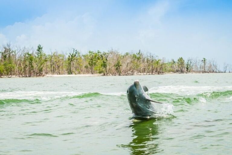 Marco Island: Dolphin-Watching Boat Tour - The Sum Up