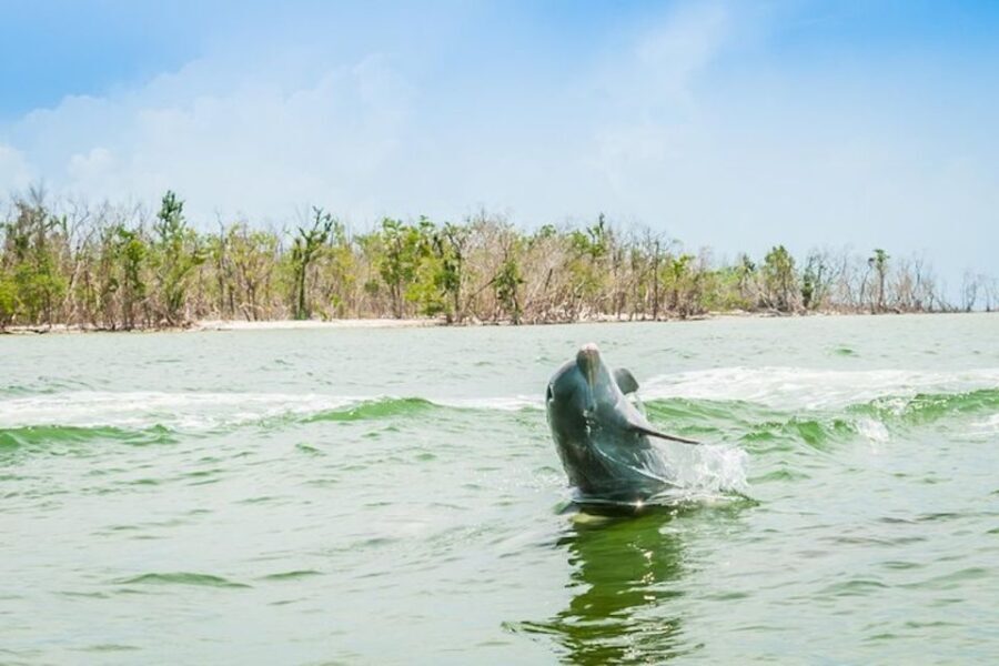 Marco Island: Dolphin-Watching Boat Tour - The Sum Up