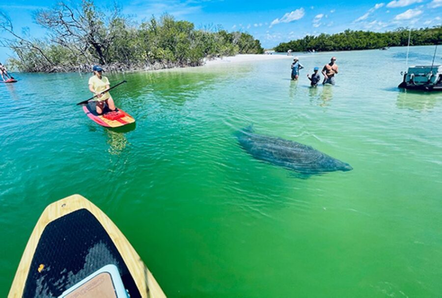 Marco Island: Guided Manatee-Watching Kayaking or SUP Tour