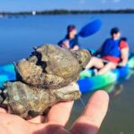 Marco Island: Kayak Mangrove Ecotour in Rookery Bay Reserve - Practical Details and Value