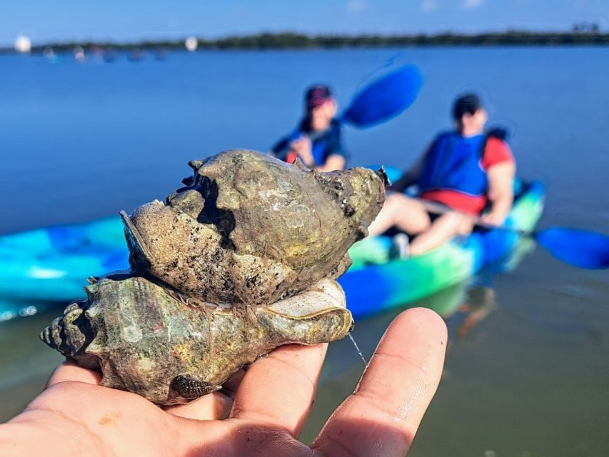 Marco Island: Kayak Mangrove Ecotour in Rookery Bay Reserve - Practical Details and Value