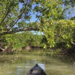 Marco Island: Mangrove Maze Kayak Tour (2hrs) - Why This Tour Offers Great Value