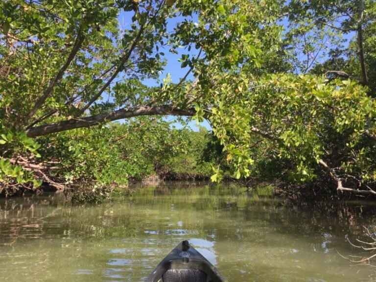 Marco Island: Mangrove Maze Kayak Tour (2hrs) - Why This Tour Offers Great Value