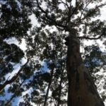 Margaret River and Busselton Jetty: Day Trip from Perth - Final Thoughts: Is This Tour Right for You?