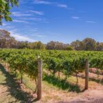 Margaret River Wine and Beer Discovery Tour - Who is This Tour Best Suited For?