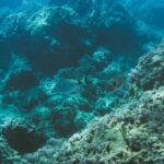 Marine Biology & Snorkelling Experience in the Cinque Terre - FAQ