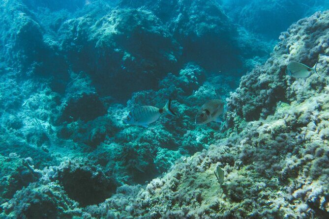 Marine Biology & Snorkelling Experience in the Cinque Terre - FAQ