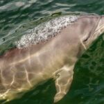 Marine Discovery + Snorkeling Cruise - Port Stephens - The Sum Up: Who Will Love This Tour?