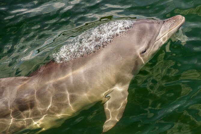 Marine Discovery + Snorkeling Cruise - Port Stephens - The Sum Up: Who Will Love This Tour?