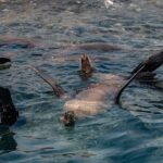 Marine Safari in La Ventana - Who Should Consider This Tour?