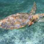 Marine Turtle Snorkeling Private Tour - Breaking Down the Itinerary: What You’ll Experience