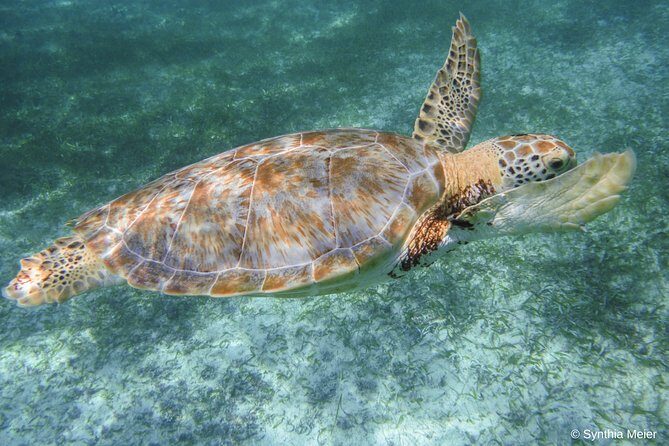 Marine Turtle Snorkeling Private Tour - Breaking Down the Itinerary: What You’ll Experience