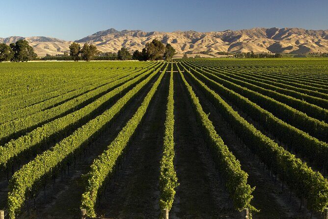 Marlborough Afternoon Wine Tour with Tastings - Who Should Consider This Tour?