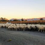 Marlborough: Full-Day Wine Tour - Discover Marlborough’s Finest Wines with an Expert Guide