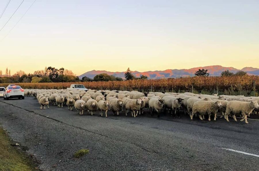 Marlborough: Full-Day Wine Tour - Discover Marlborough’s Finest Wines with an Expert Guide