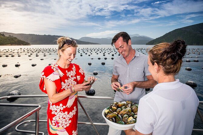 Marlborough Sounds Greenshell Mussel Tasting Cruise - The Sum Up: Is It Worth Your While?
