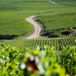 Marne: Champagne Region Private Day Tour with Lunch - Who Is This Tour Best For?